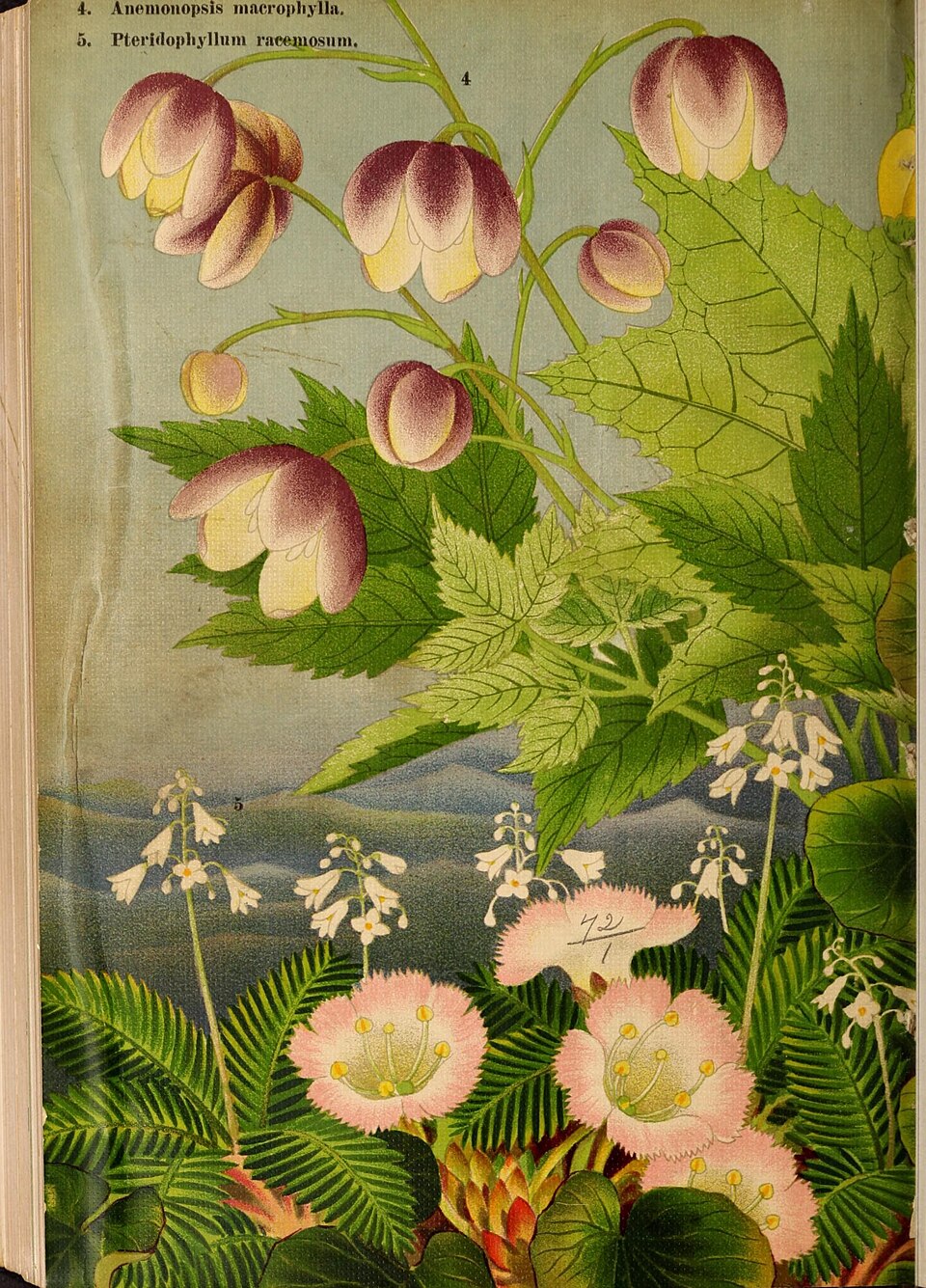 Anemonopsis macrophylla (False Anemone)