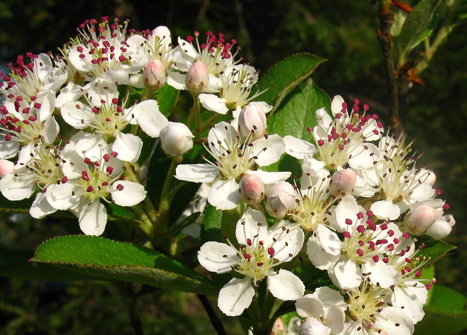 Aronia arbutifolia (red chokeberry) (alternate view 9)