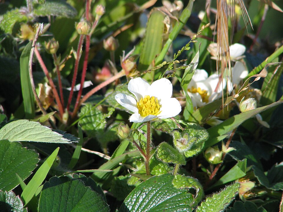 Fragaria chiloensis (Beach Strawberry) (alternate view 8)