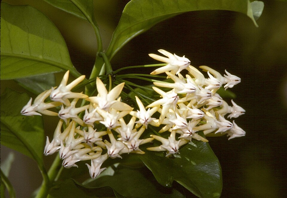 Hoya multiflora (variegated) (Variegated Hoya Multiflora) (alternate view 8)