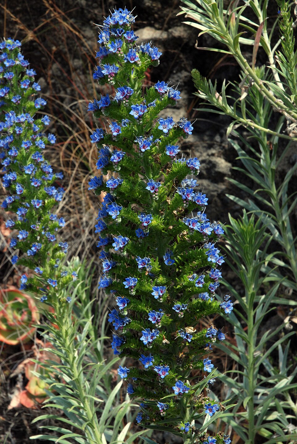 Echium webbii (alternate view 11)