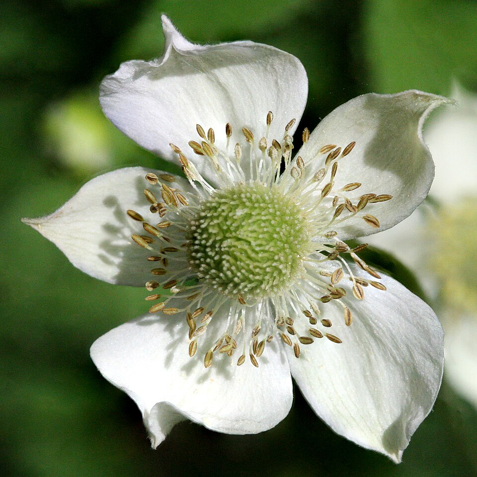 Anemone virginiana (tall thimbleweed) (alternate view 4)