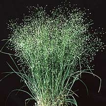 Eriocoma hymenoides (Sand Ricegrass) (alternate view 6)