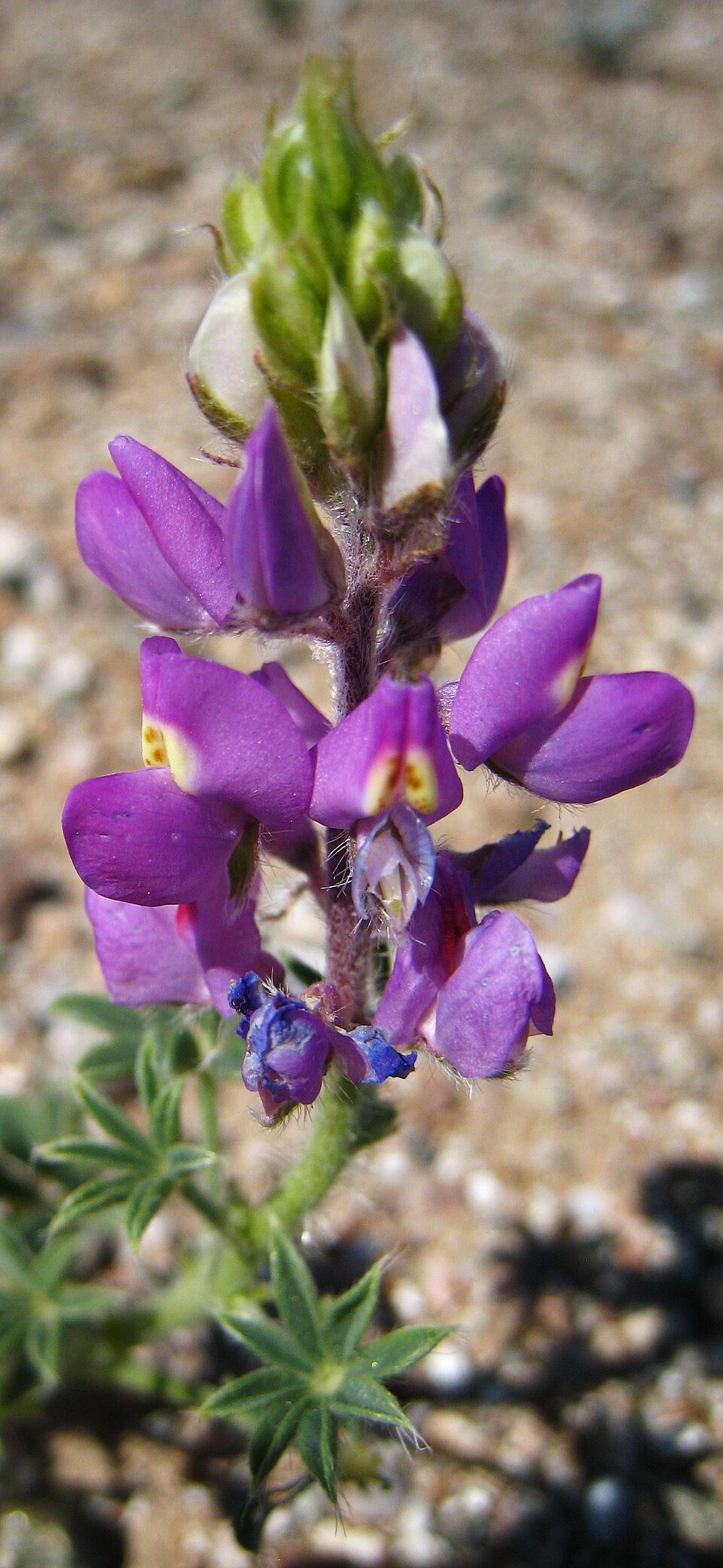 Lupinus arizonicus (Arizona lupine) (alternate view 7)