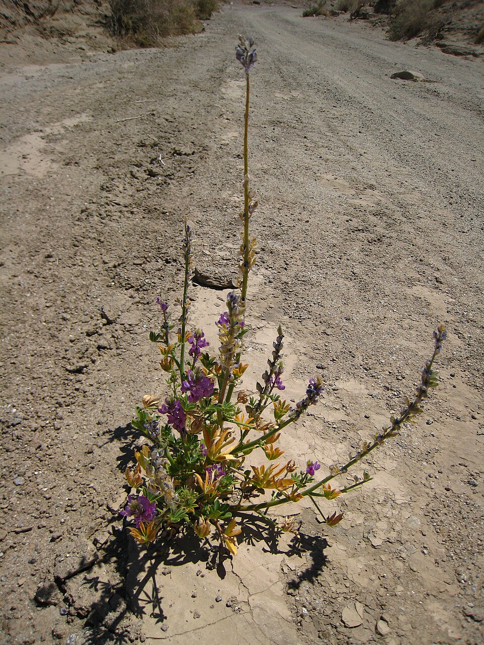 Lupinus arizonicus (Arizona lupine) (alternate view 8)