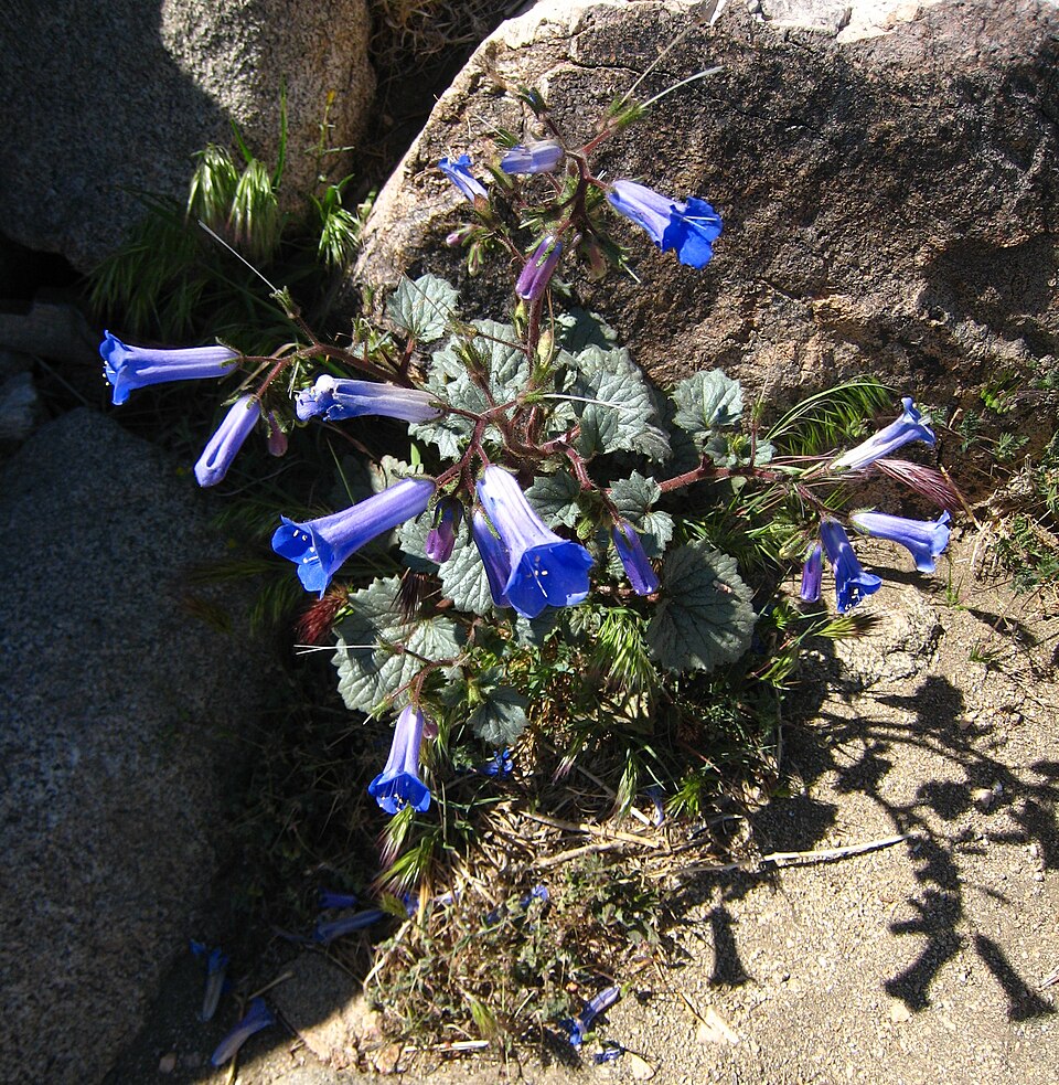 Phacelia campanularia (desert bluebells) (alternate view 8)