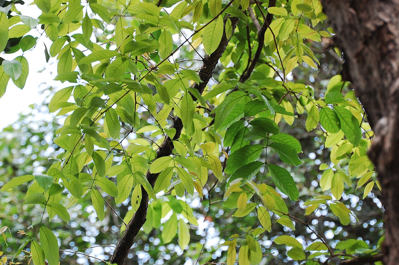 Lagerstroemia speciosa, Queen's crape myrtle — upright deciduous (Lythraceae) (image 2 of 8)