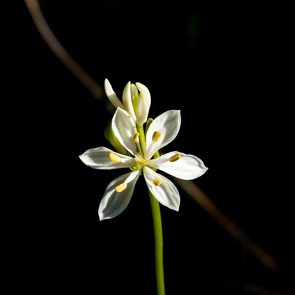 Burchardia congesta (Milkmaids)