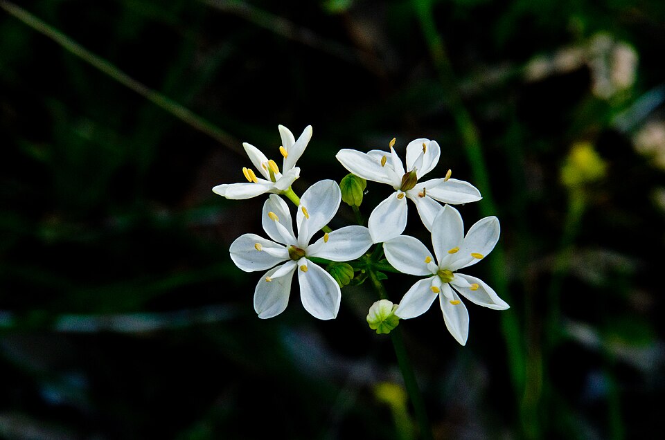 Burchardia congesta (Milkmaids) (alternate view 2)
