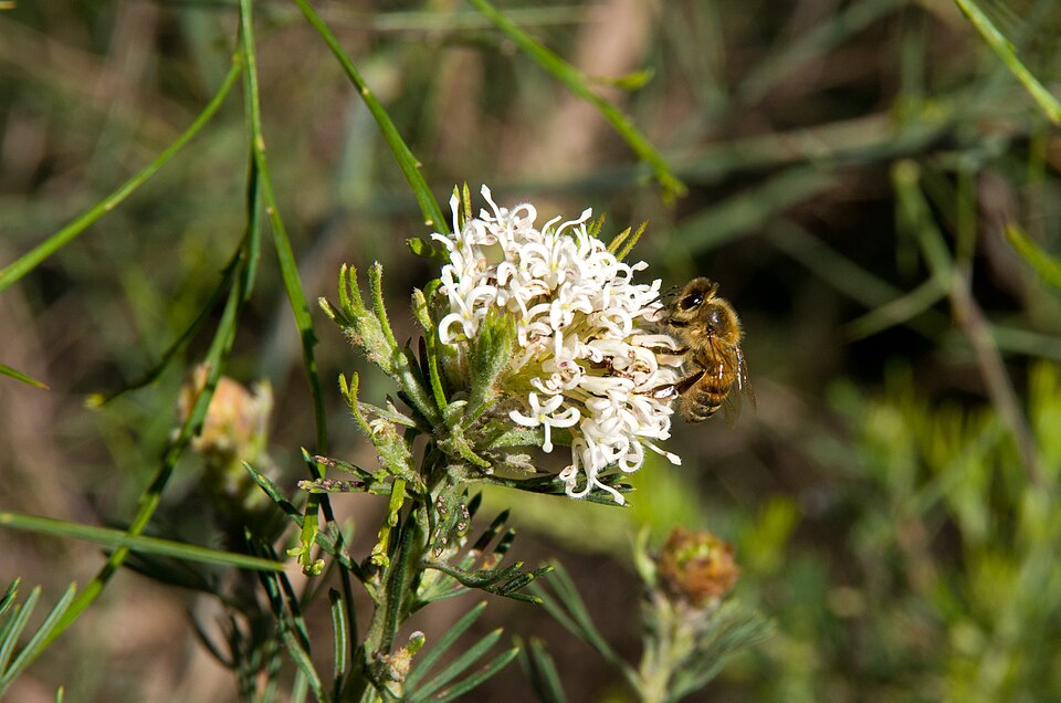 Grevillea crithmifolia (alternate view 7)