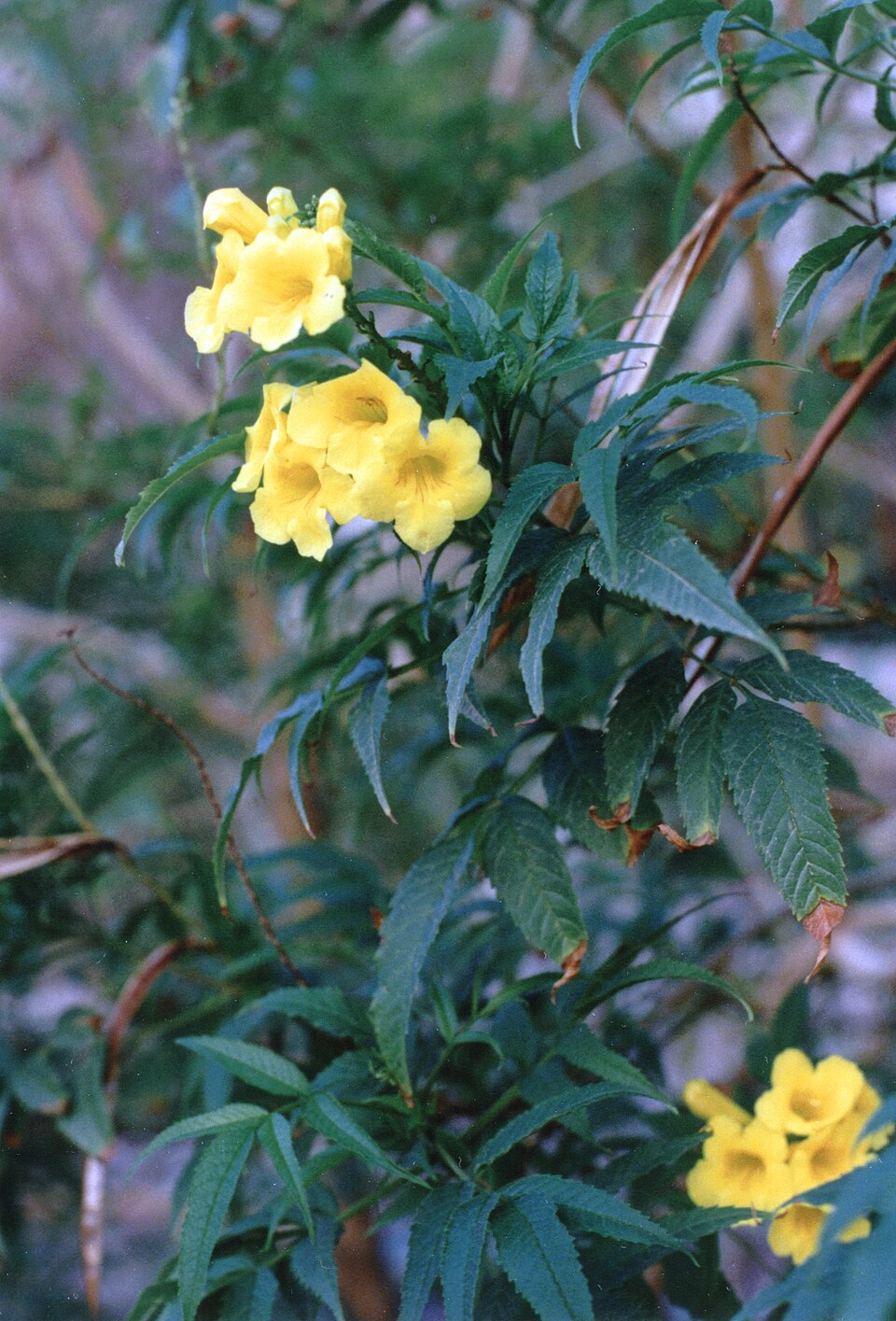 Dolichandra unguis-cati (Catclaw vine) (alternate view 6)