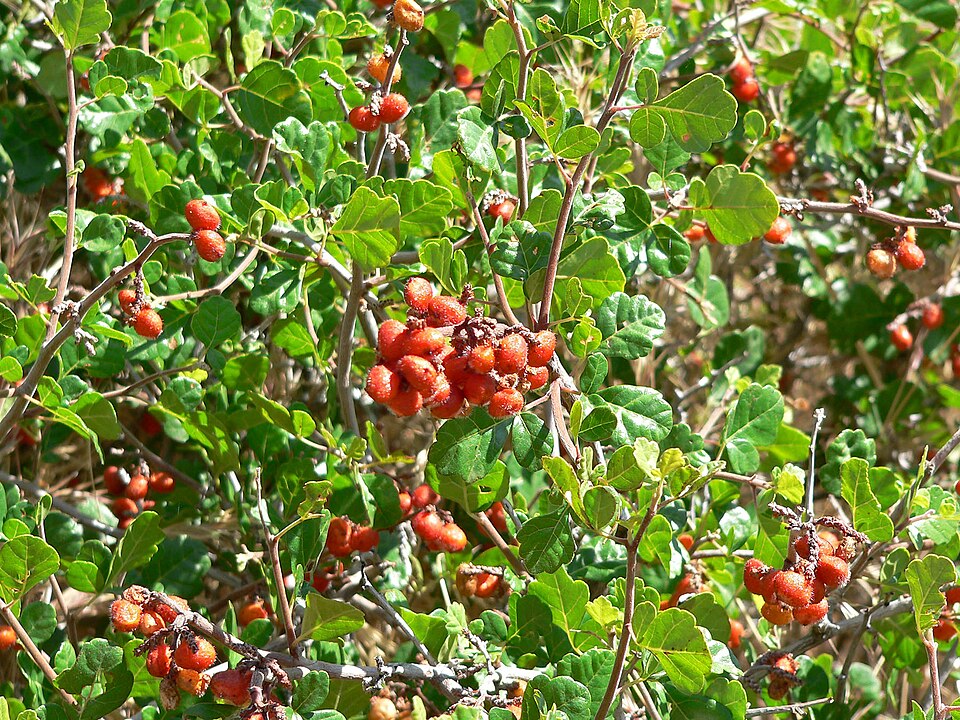 Rhus trilobata (Skunkbush Sumac) (alternate view 2)