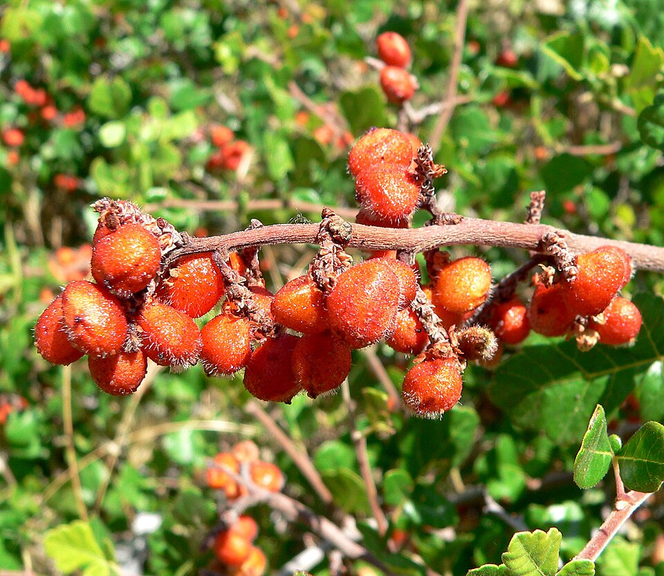 Rhus trilobata (Skunkbush Sumac) (alternate view 3)