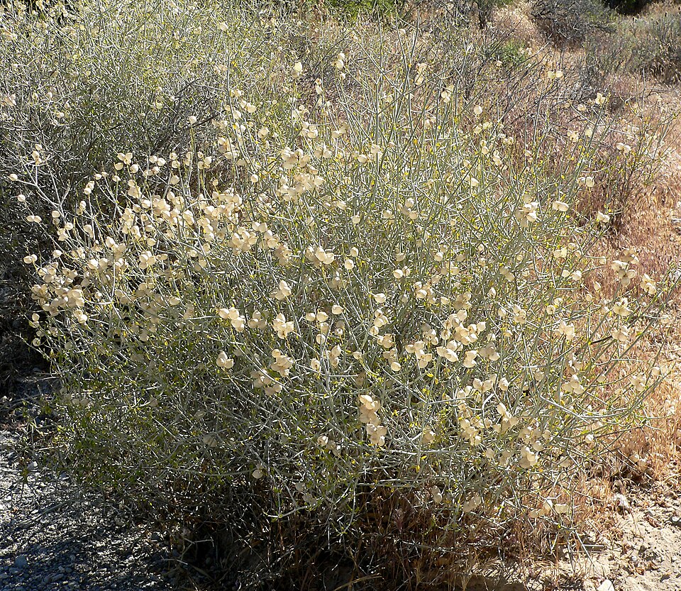 Scutellaria mexicana (Paperbag Bush) (alternate view 10)