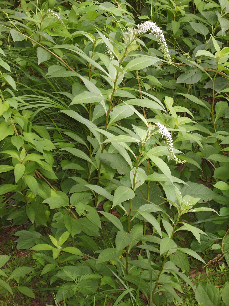 Lysimachia clethroides (Gooseneck Loosestrife) (alternate view 8)
