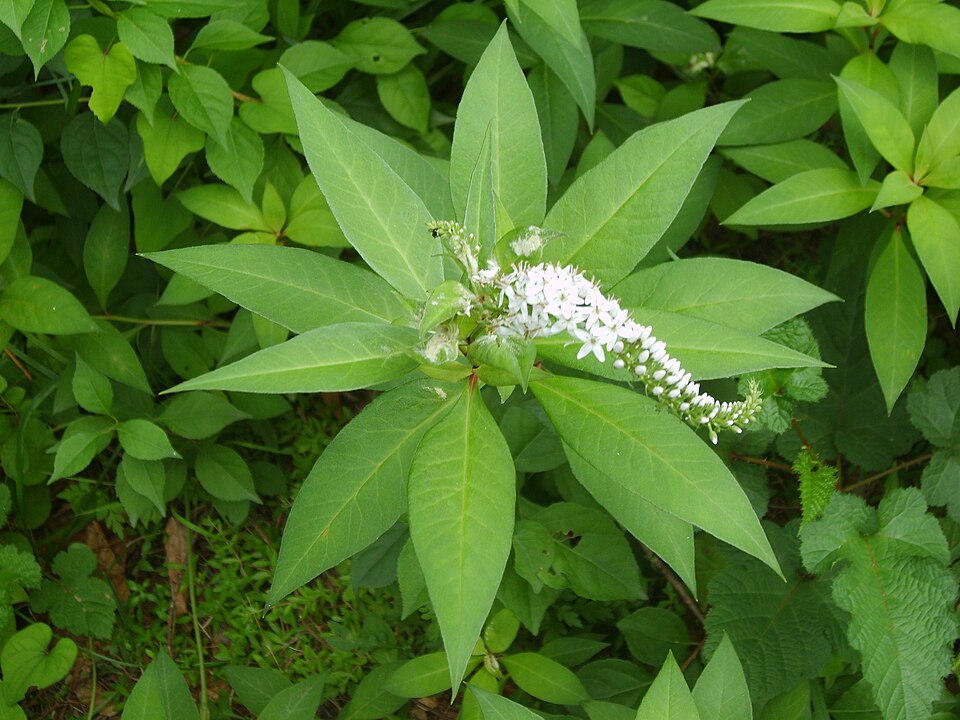 Lysimachia clethroides (Gooseneck Loosestrife) (alternate view 9)