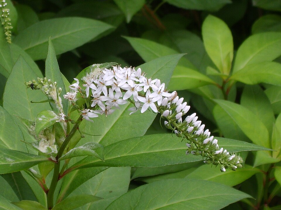 Lysimachia clethroides (Gooseneck Loosestrife) (alternate view 10)