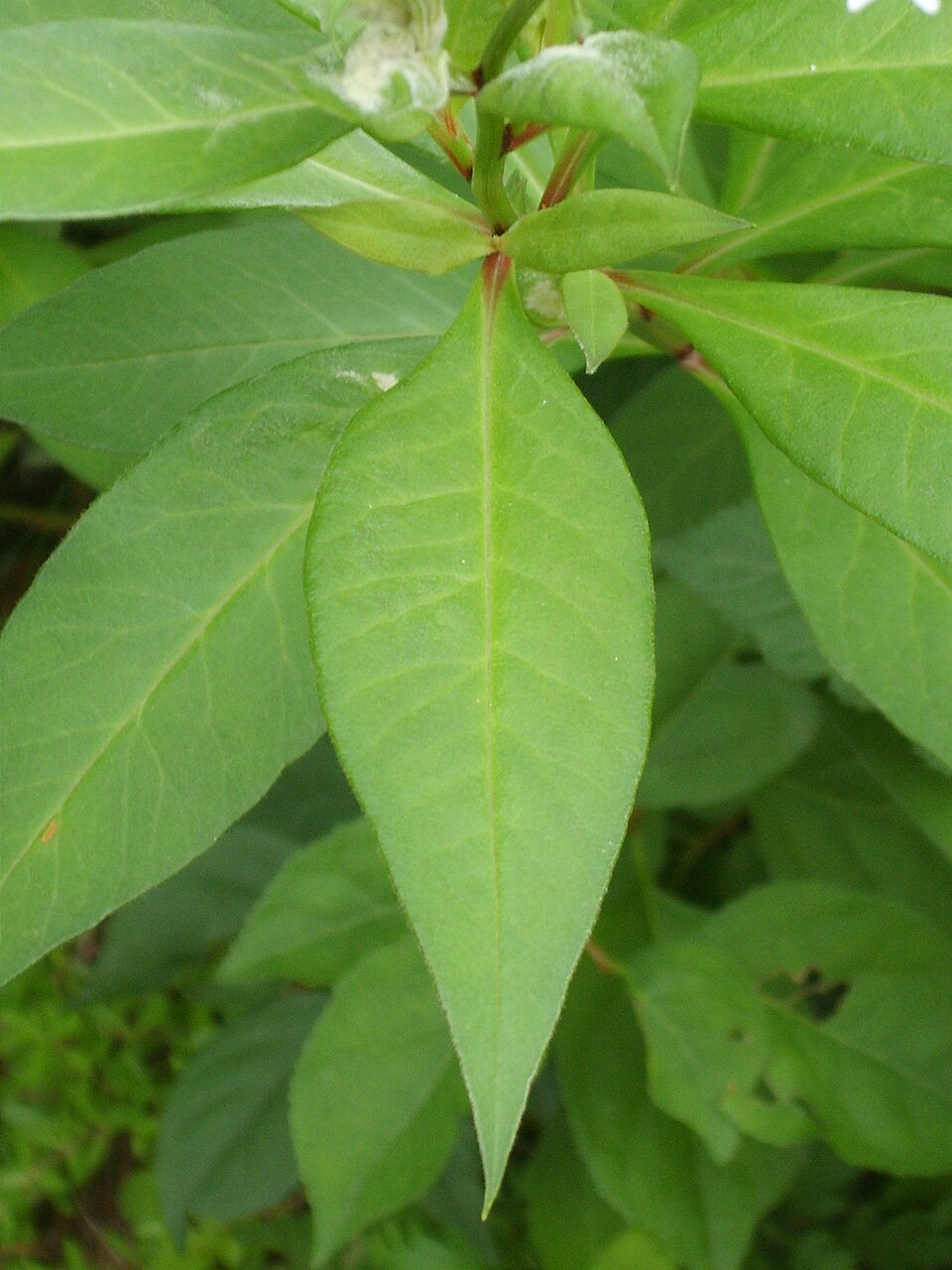 Lysimachia clethroides (Gooseneck Loosestrife) (alternate view 11)