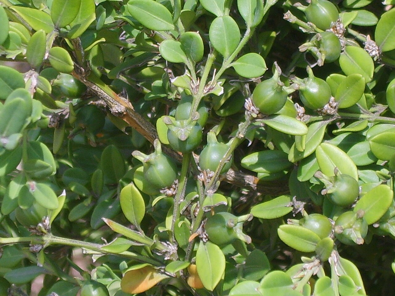 Buxus sinica, Chinese box — mounding evergreen (Buxaceae) (image 4 of 10)