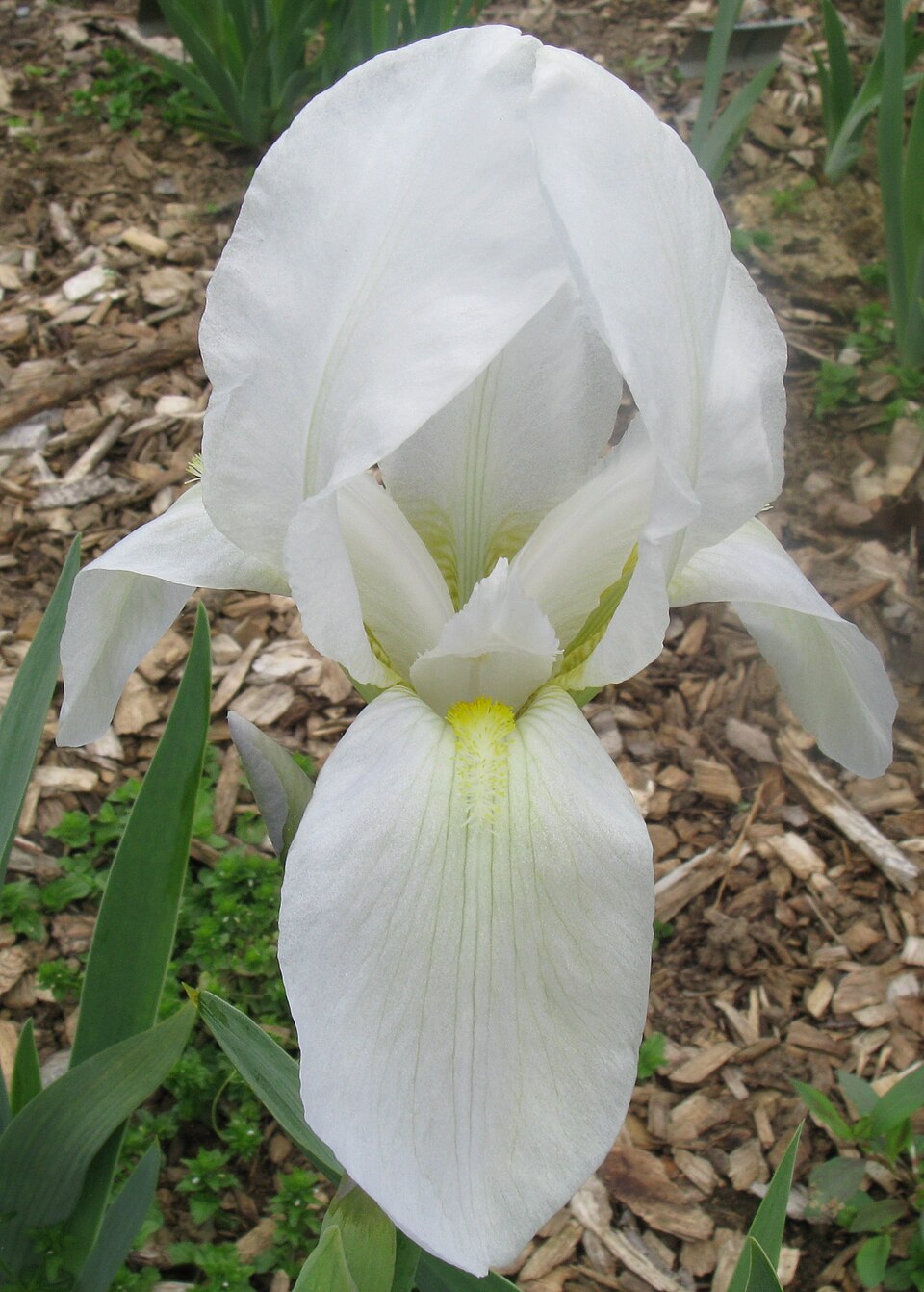Iris florentina (Florentine iris) (alternate view 7)