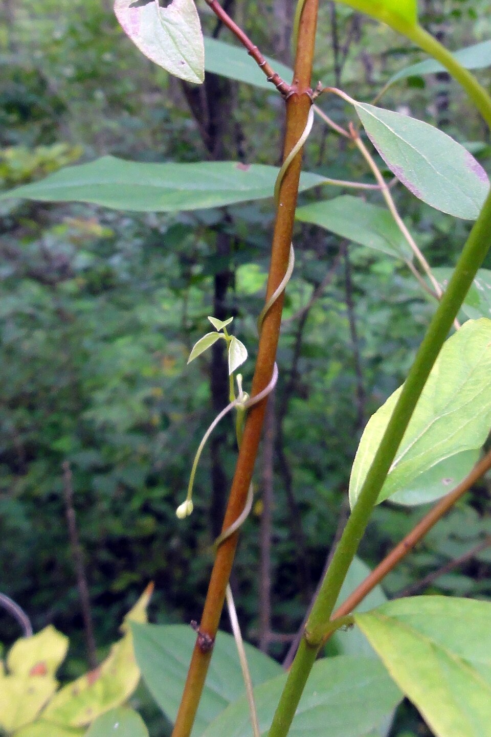 Amphicarpaea bracteata (American hog-peanut)