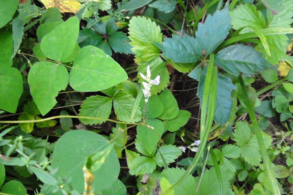 Amphicarpaea bracteata (American hog-peanut)