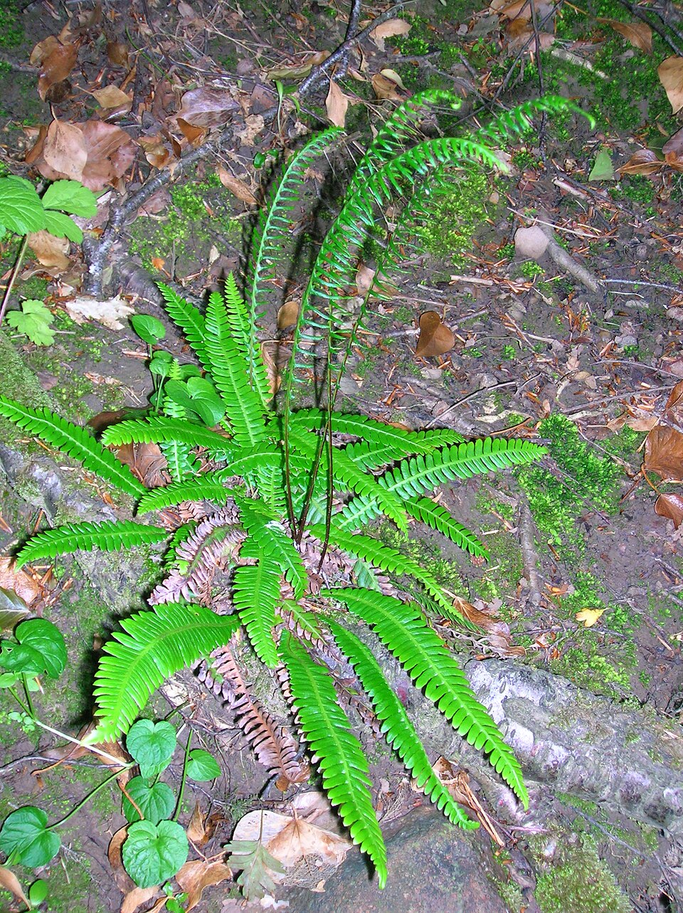 Struthiopteris spicant (deer fern) (alternate view 8)
