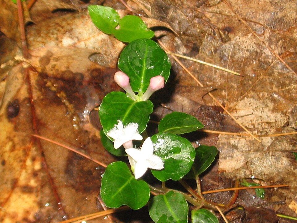 Mitchella repens (partridgeberry)