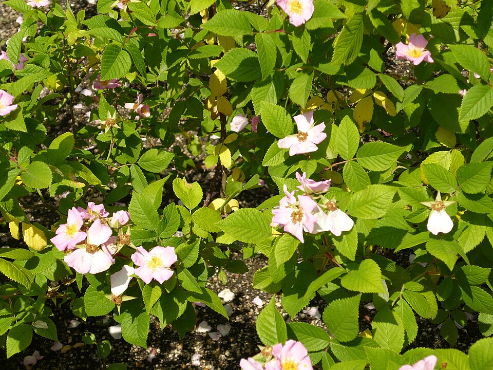 Rosa setigera (climbing prairie rose) (alternate view 6)