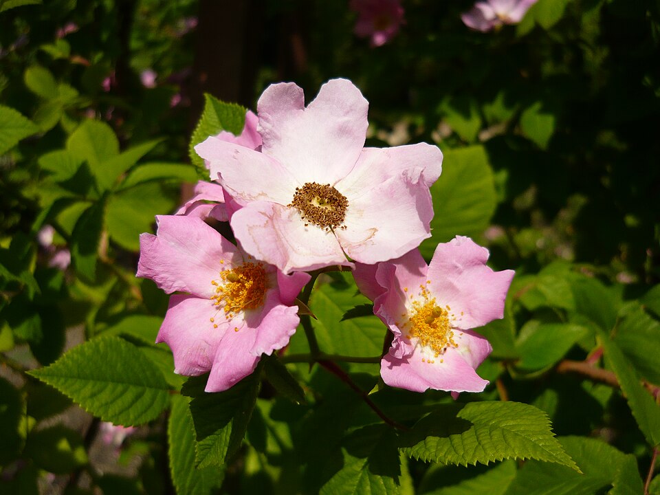 Rosa setigera (climbing prairie rose) (alternate view 7)