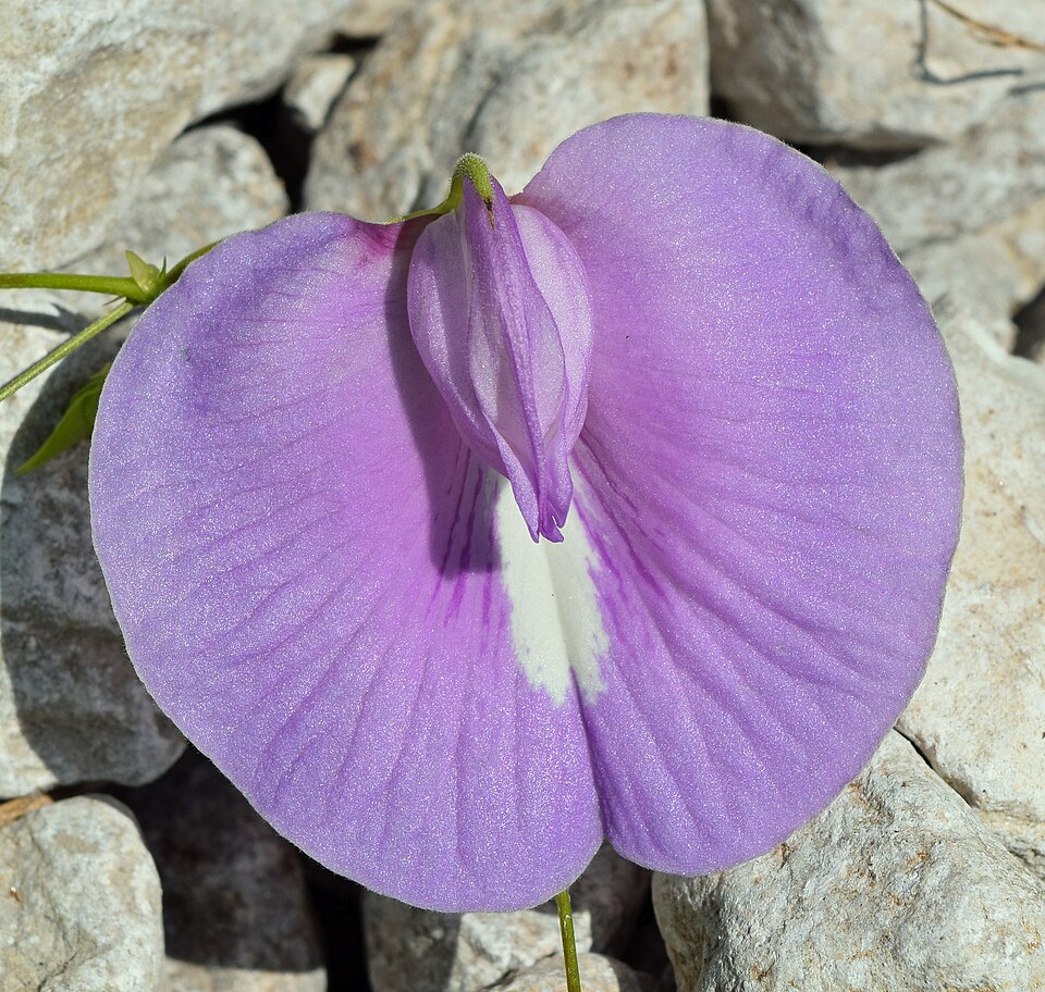 Centrosema virginianum (butterfly pea) (alternate view 9)