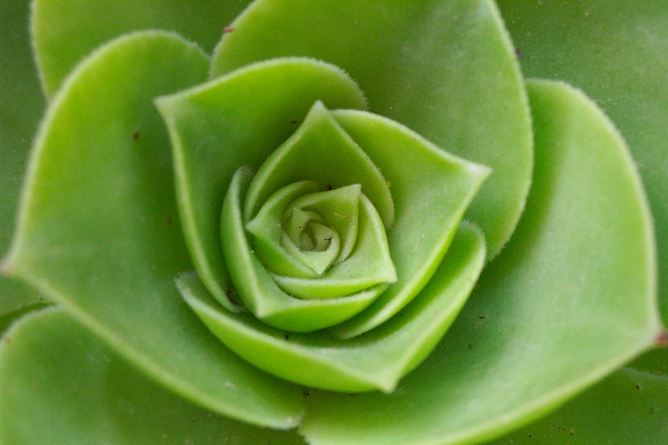 Aeonium (tree houseleeks) (alternate view 3)