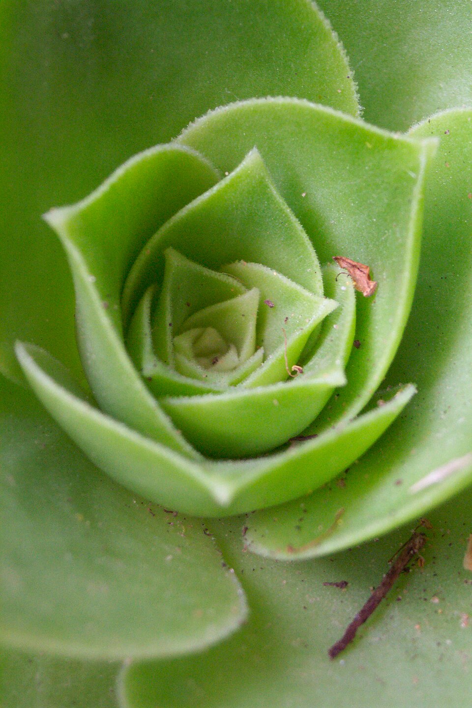 Aeonium (tree houseleeks) (alternate view 4)