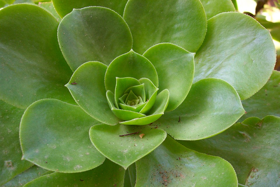 Aeonium (tree houseleeks) (alternate view 5)