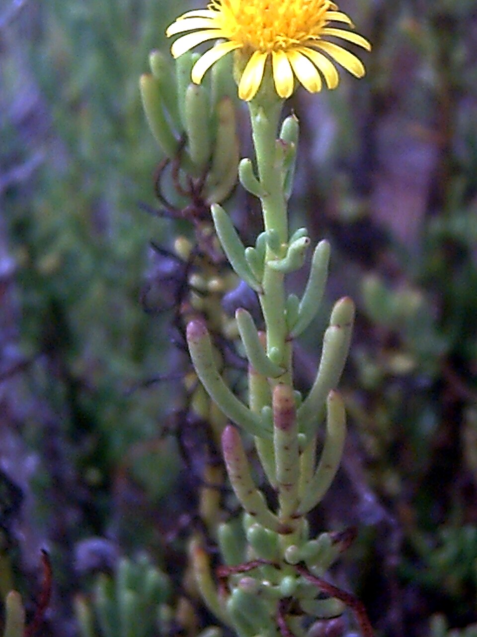 Limbarda crithmoides (Golden Samphire)