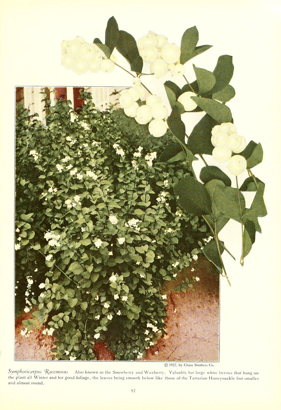 Symphoricarpos (snowberries) (alternate view 7)