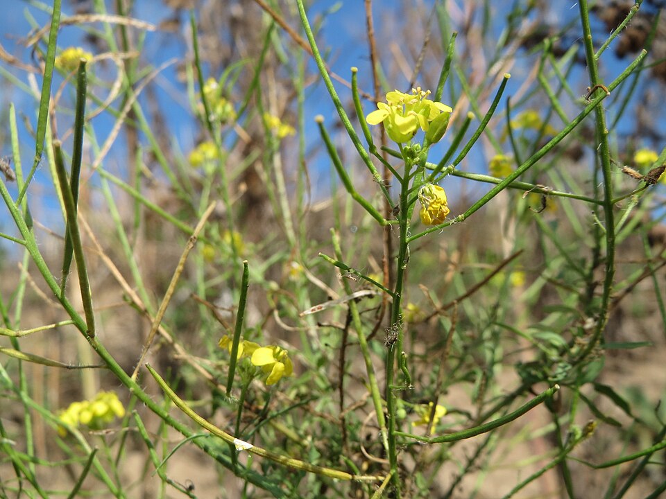 Sisymbrium loeselii (False London-rocket)