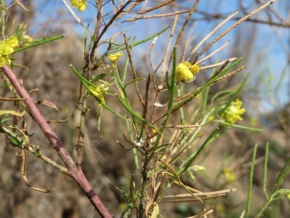 Sisymbrium loeselii (False London-rocket)