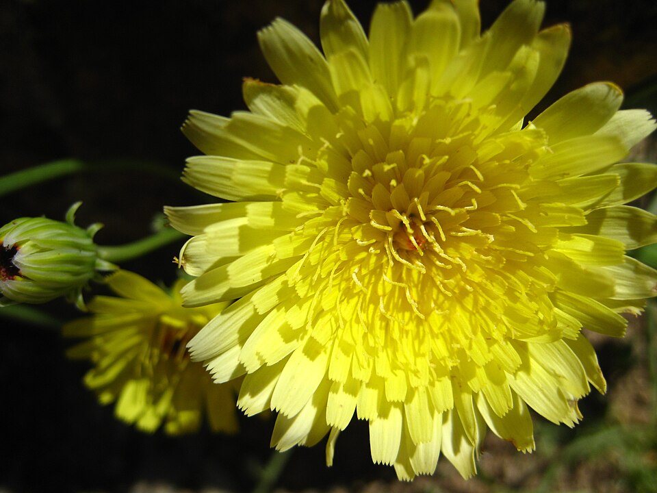 Malacothrix glabrata (desert dandelion) (alternate view 2)