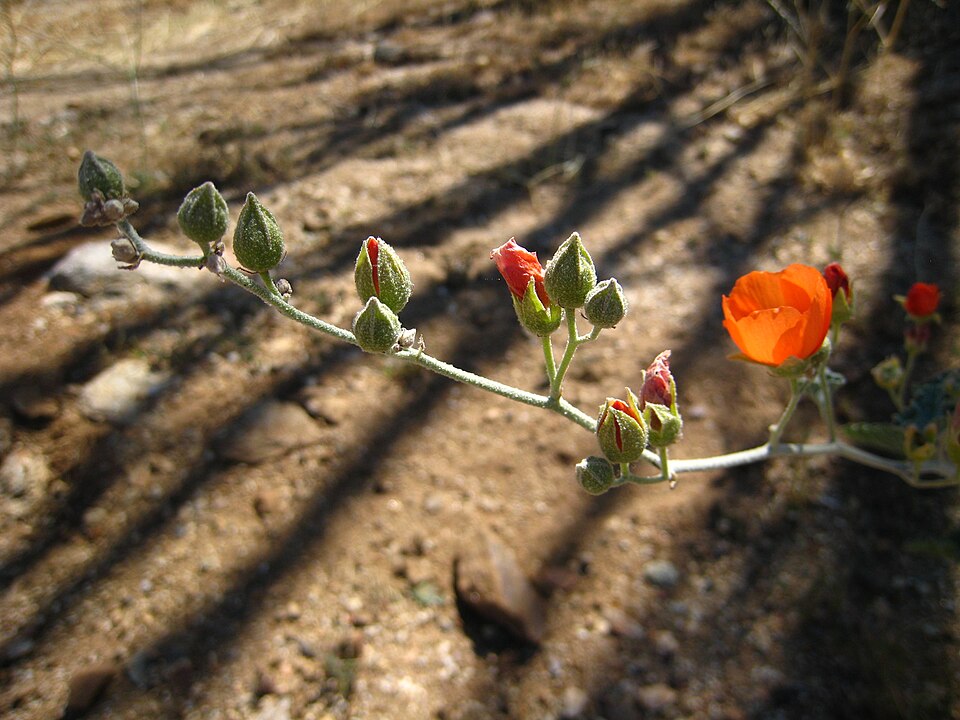 Sphaeralcea ambigua (apricot globemallow) (alternate view 2)