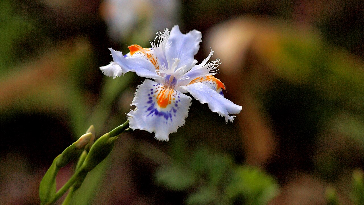 Iris japonica, Fringed iris — spreading evergreen (Iridaceae) (image 10 of 10)