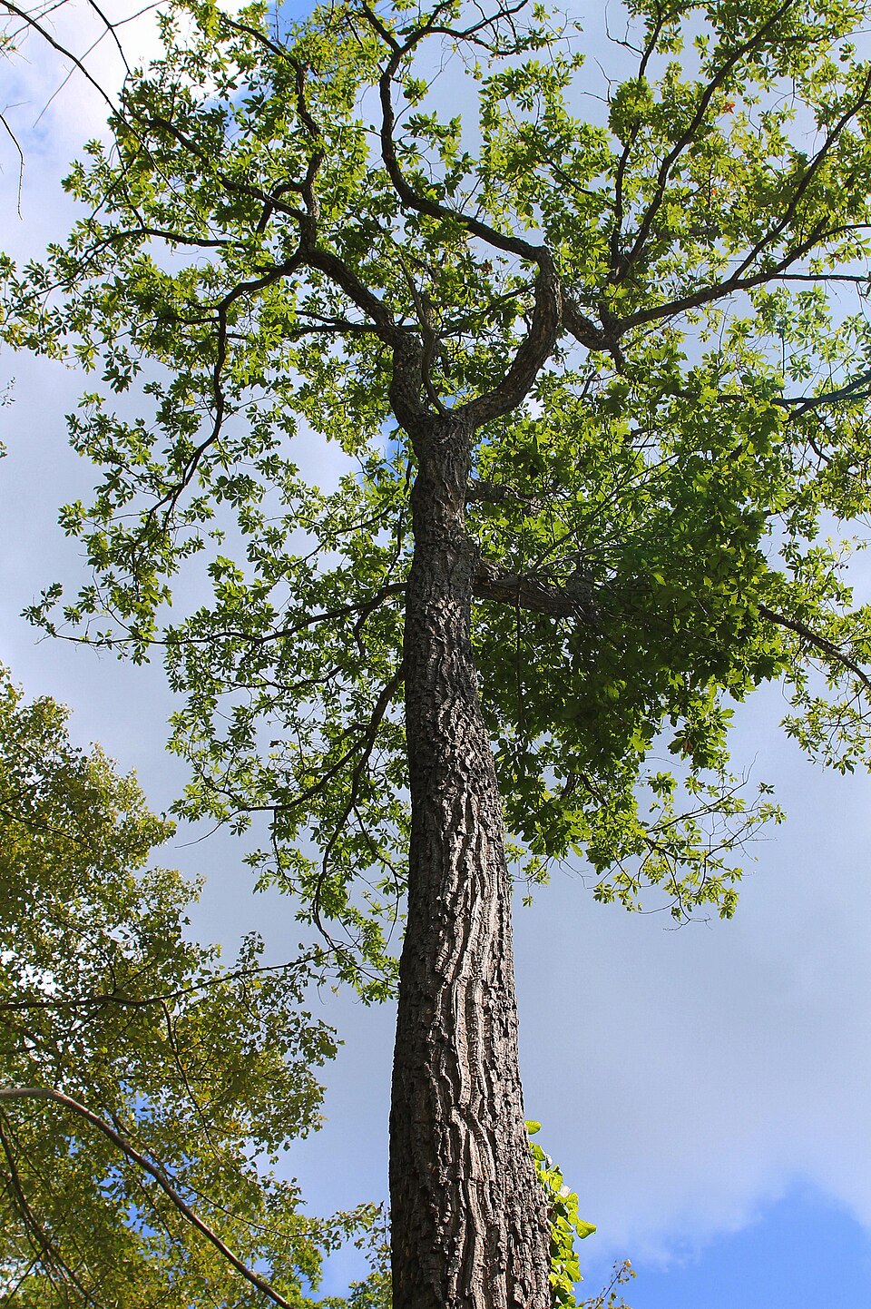 Quercus montana (chestnut oak)