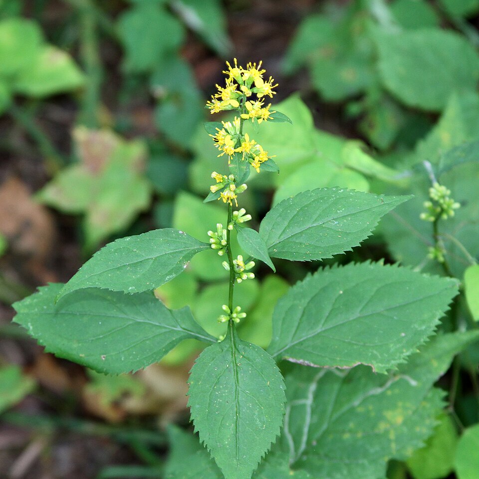 Solidago flexicaulis (broad-leaved goldenrod) (alternate view 2)