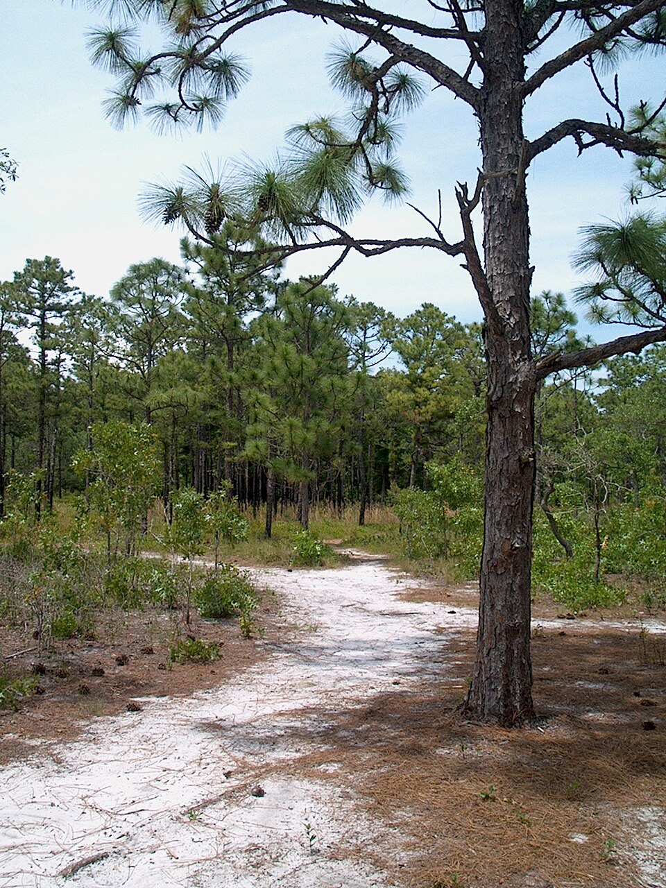 Pinus taeda (Loblolly Pine)