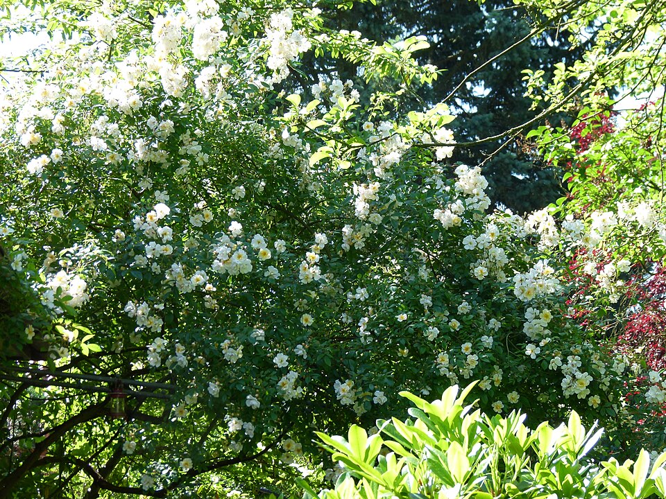 Rosa 'Lykkefund' (Lykkefund Rose) (alternate view 5)