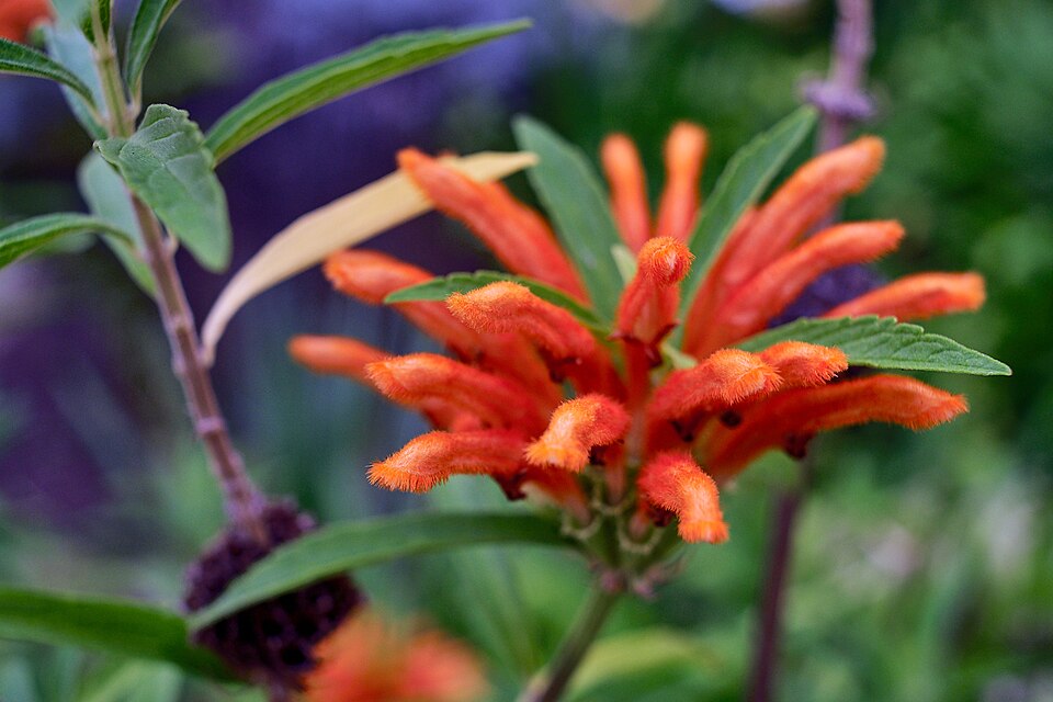 Leonotis (lion's ears)