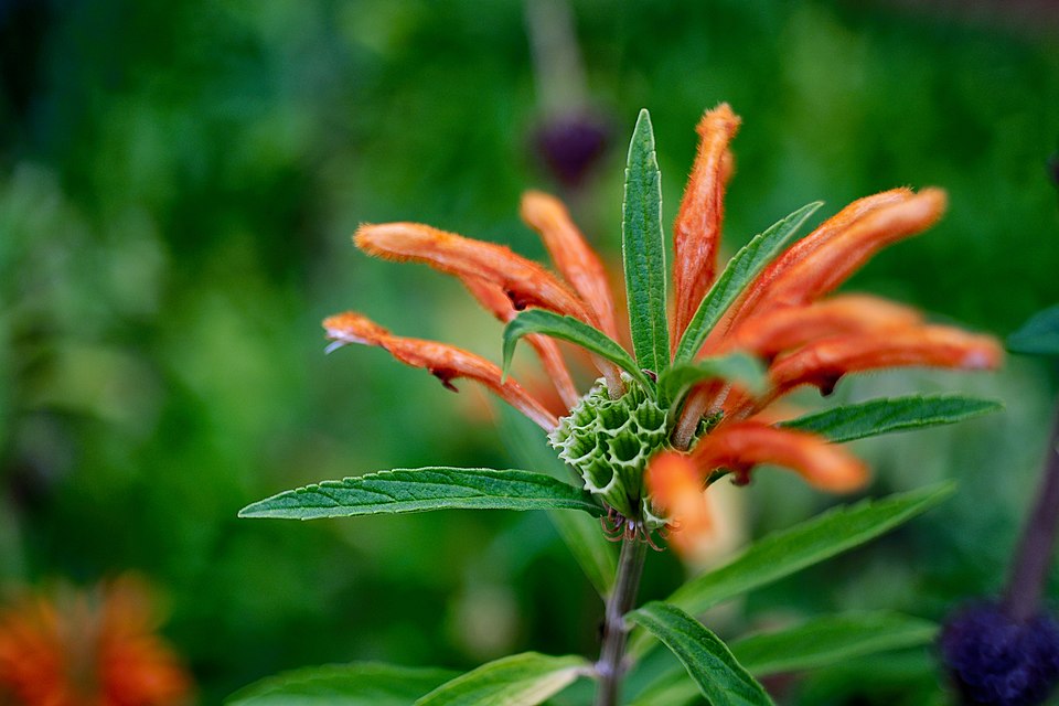 Leonotis (lion's ears) (alternate view 2)