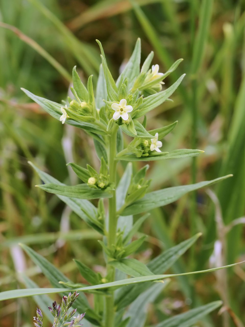 Lithospermum officinale (Common Gromwell)