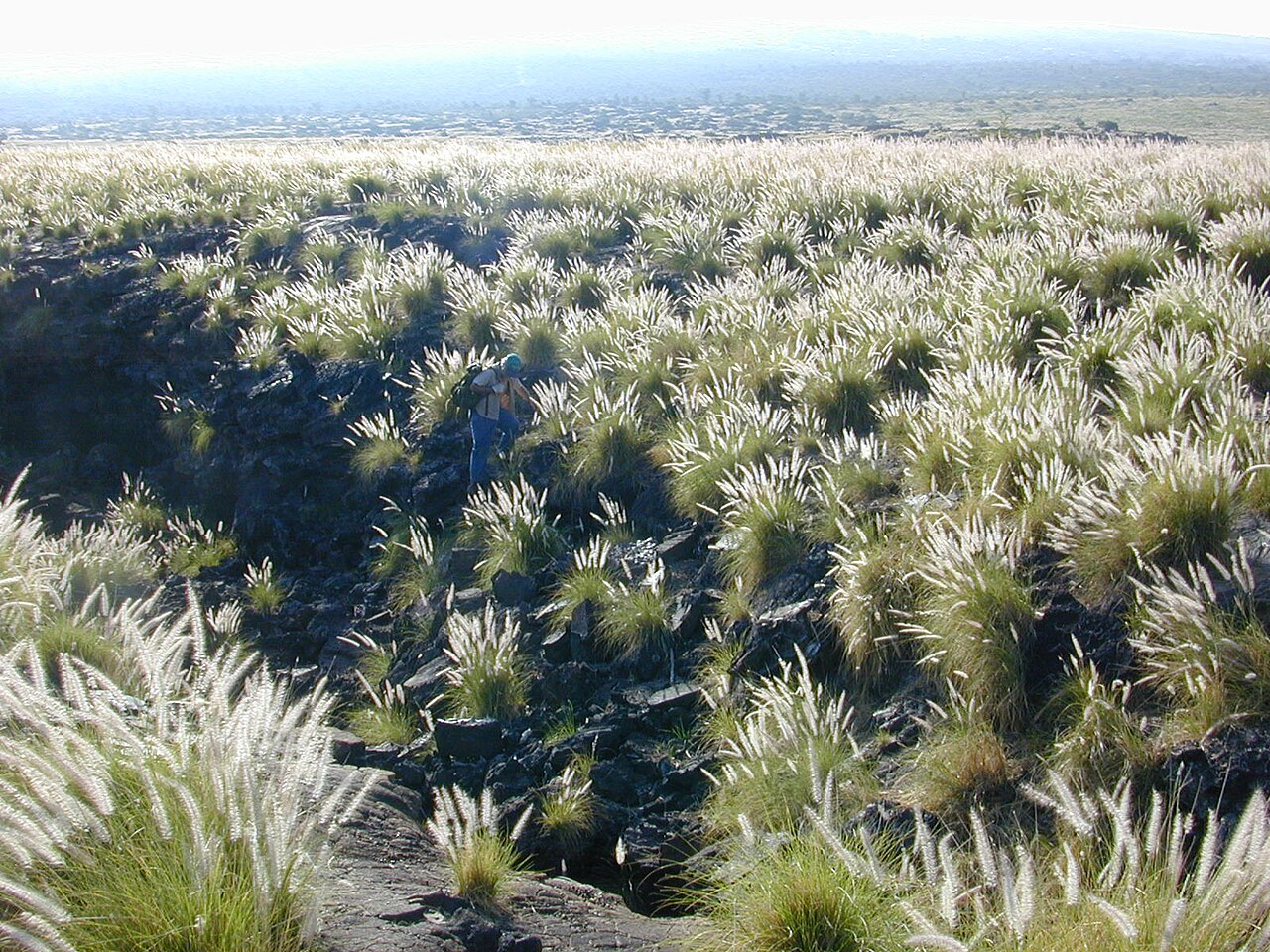 Pennisetum setaceum 'Rubrum' (Purple Fountain Grass)