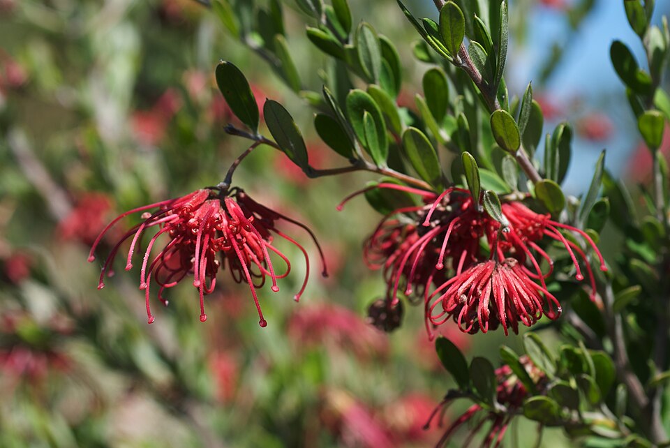 Grevillea speciosa (Red Spider Flower) (alternate view 6)